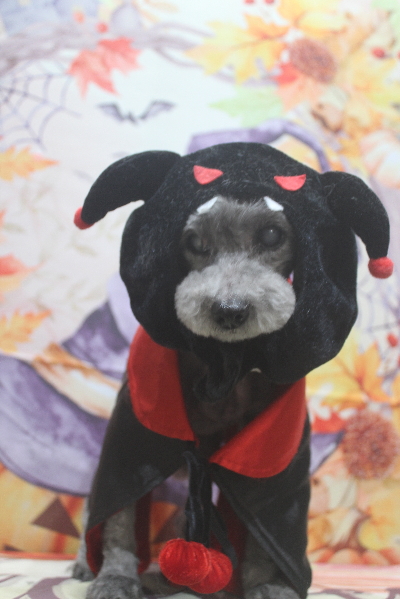 千葉県船橋市のトイプードルのトリミング画像