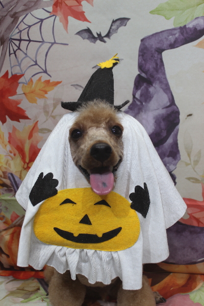 千葉県鎌ヶ谷市のトイプードルのトリミング画像