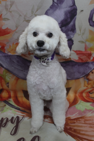 千葉県松戸市のミックス犬のトリミング画像