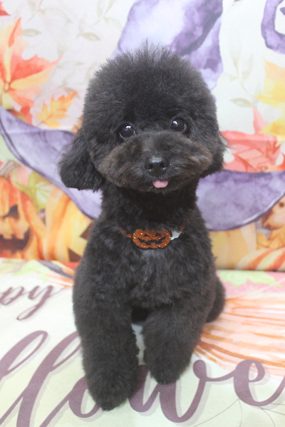 千葉県鎌ヶ谷市のトイプードルのトリミング画像