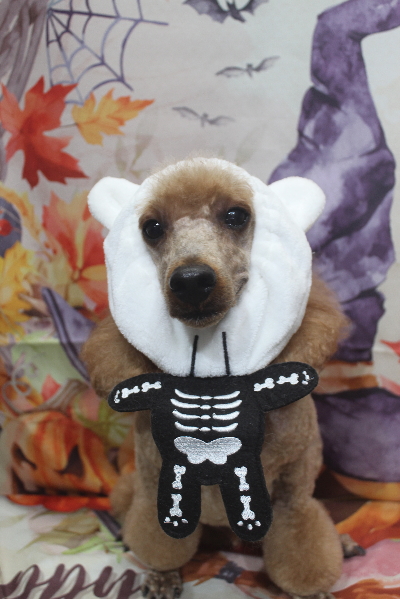 千葉県鎌ヶ谷市のトイプードルのトリミング画像