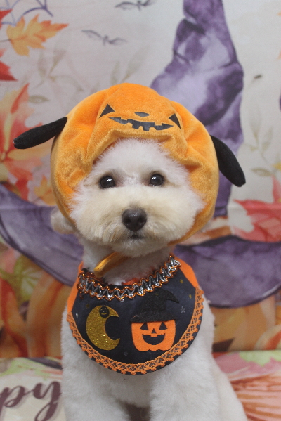 千葉県鎌ヶ谷市のトイプードルのトリミング画像