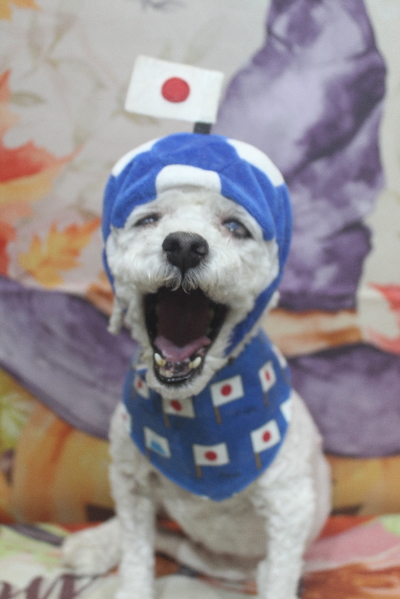 千葉県船橋市のトイプードルのトリミング画像