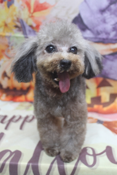 トイプードルブリーダーの成犬、トリミング画像