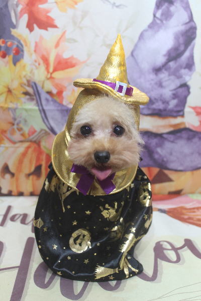 千葉県鎌ケ谷市のトイプードルのトリミング画像