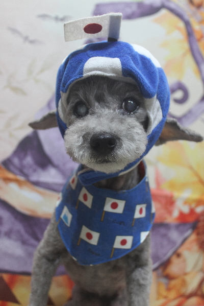 千葉県船橋市のトイプードルのトリミング画像