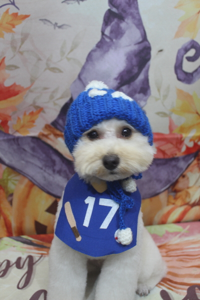 千葉県鎌ヶ谷市のトイプードルのトリミング画像