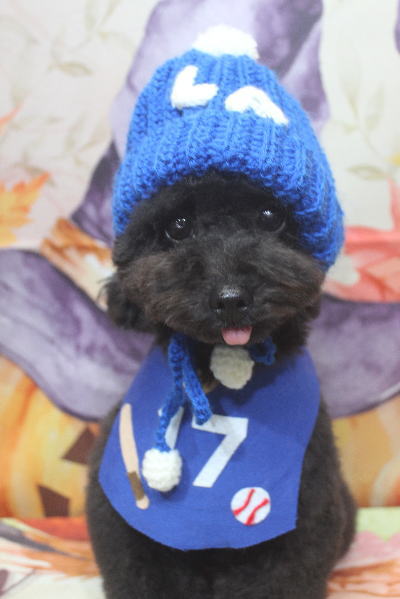 千葉県鎌ヶ谷市のトイプードルのトリミング画像