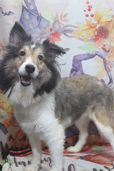 千葉県船橋市のシェルティのトリミング前画像