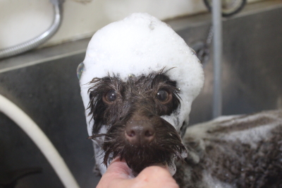 千葉県市川市のトイプードルのシャンプー画像