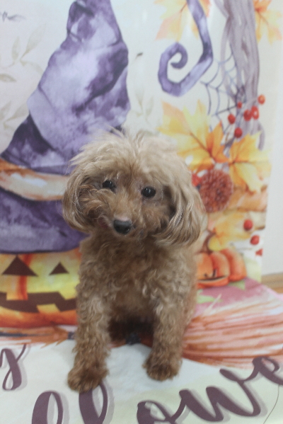 トイプードルブリーダーの成犬、トリミング画像