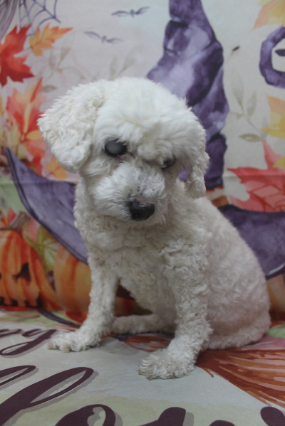 千葉県船橋市のトイプードルのトリミング前画像