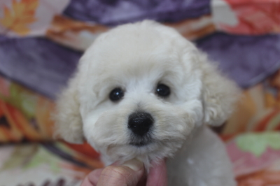 トイプードルブリーダーの子犬、トリミング画像