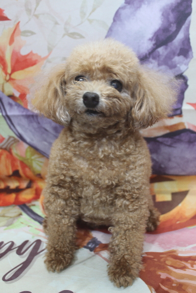 千葉県鎌ケ谷市のトイプードルのトリミング前画像