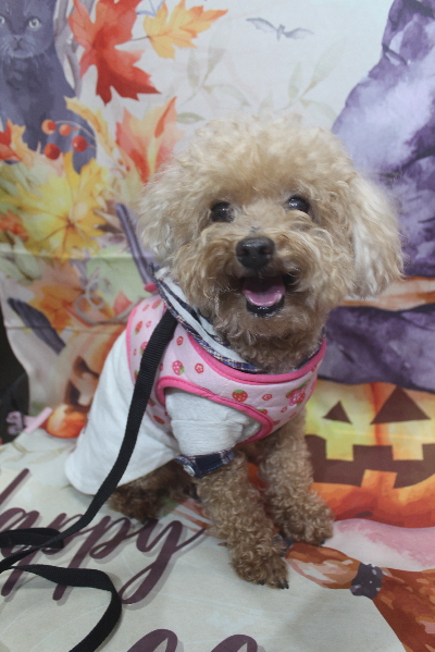 千葉県船橋市のトイプードルのトリミング前画像