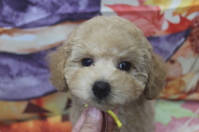 トイプードルブリーダーの子犬、トリミング画像