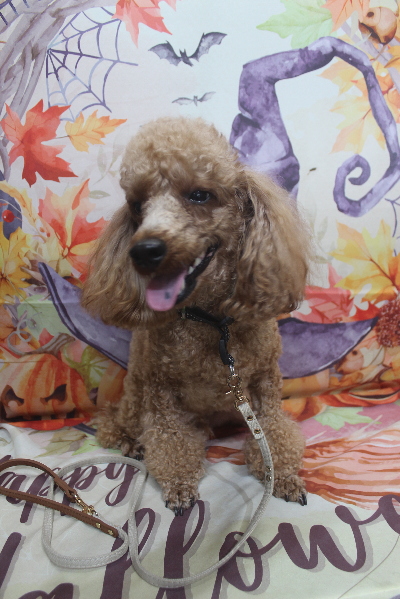 千葉県鎌ヶ谷市のトイプードルのトリミング前画像