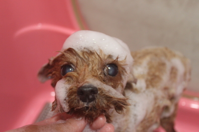 千葉県鎌ケ谷市のトイプードルのシャンプー画像
