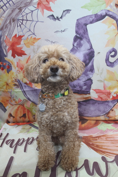 千葉県松戸市のトイプードルのトリミング前画像