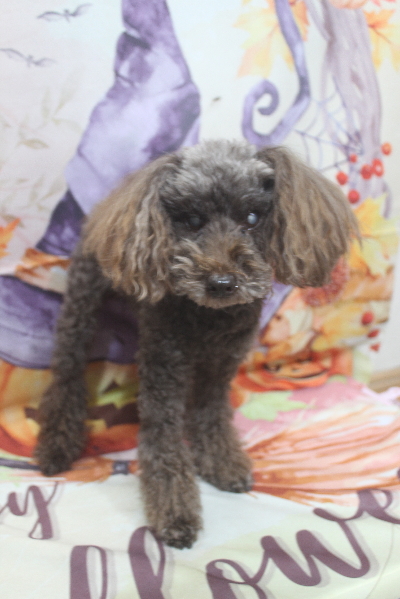 千葉県船橋市のトイプードルのトリミング前画像