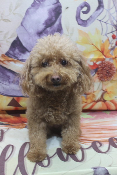 千葉県船橋市のトイプードルのトリミング前画像