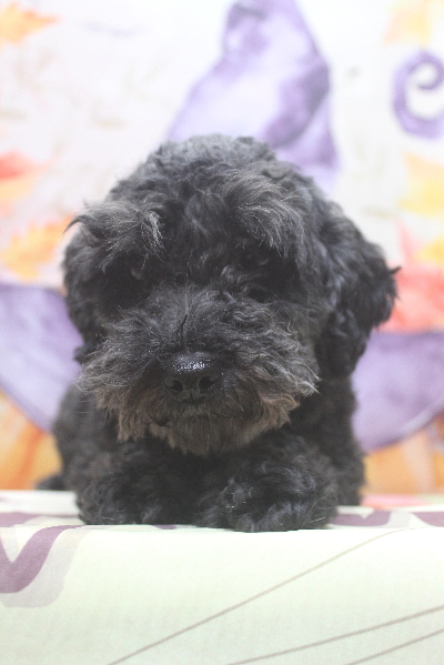 トイプードルブリーダーの成犬、トリミング前画像