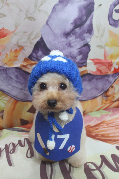 千葉県鎌ケ谷市のトイプードルのトリミング画像