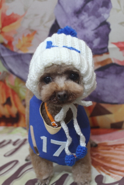 千葉県印西市のトイプードルのトリミング画像