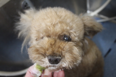 千葉県鎌ヶ谷市のトイプードルの歯磨き画像