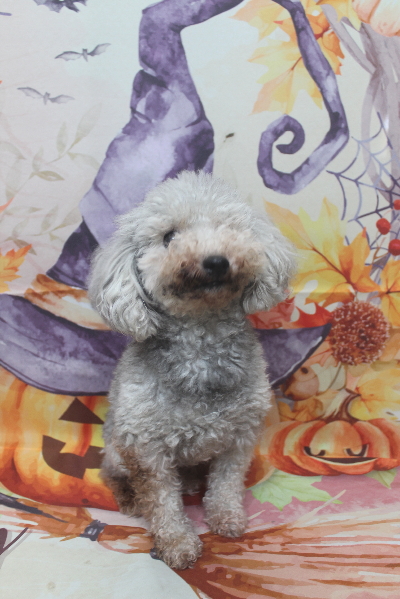 トイプードルブリーダーの成犬、トリミング画像