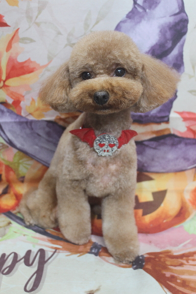 千葉県市川市のトイプードルのトリミング画像