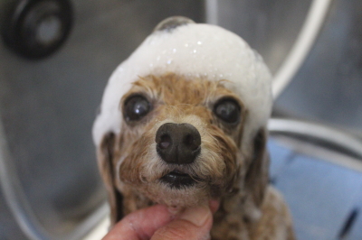 千葉県鎌ケ谷市のトイプードルのシャンプー画像