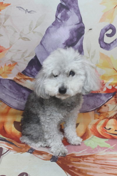 千葉県船橋市のトイプードルのトリミング前画像