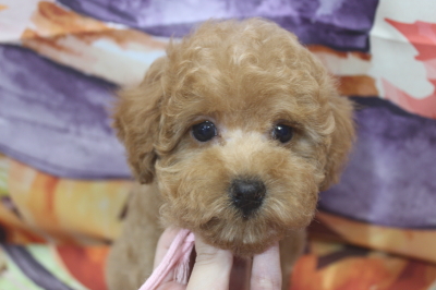 トイプードルブリーダーの子犬、トリミング画像