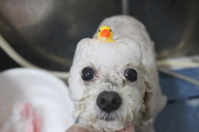 千葉県船橋市のトイプードルのシャンプー画像