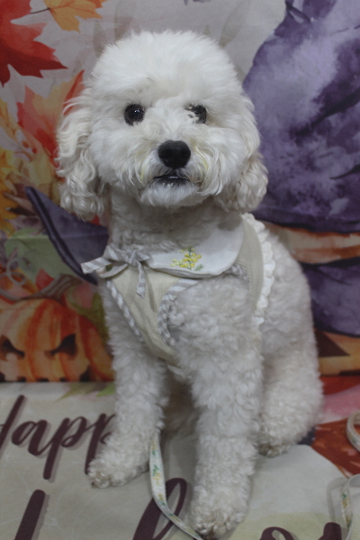 千葉県松戸市のミックス犬のトリミング前画像