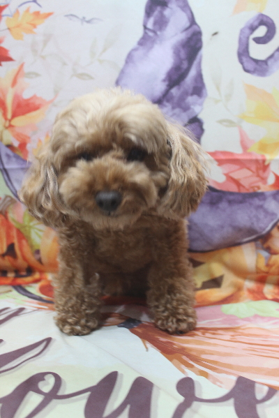 千葉県船橋市のトイプードルのトリミング前画像