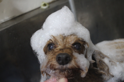 千葉県船橋市のトイプードルのシャンプー画像