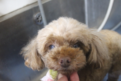 千葉県船橋市のトイプードルの歯磨き画像