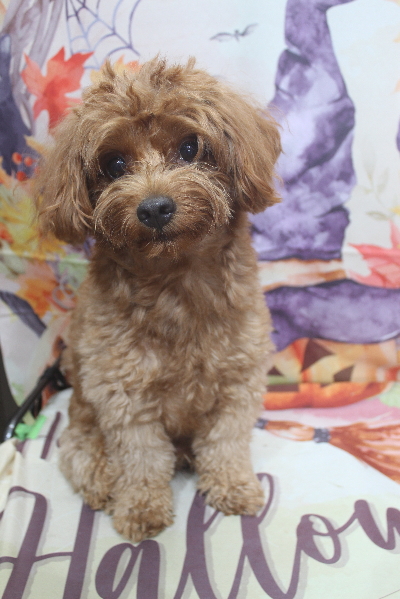 千葉県鎌ケ谷市のミックス犬のトリミング前画像