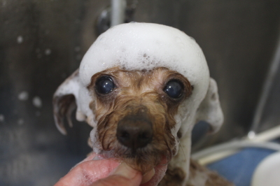 千葉県船橋市のトイプードルのシャンプー画像