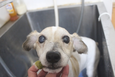 千葉県船橋市のジャックラッセルの歯磨き画像