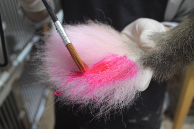 千葉県船橋市のシェルティのカラーリング画像