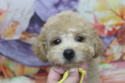 トイプードルブリーダーの子犬、トリミング画像