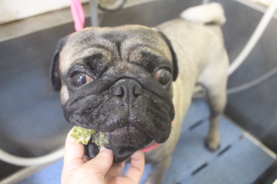 千葉県鎌ケ谷市のパグの歯磨き画像