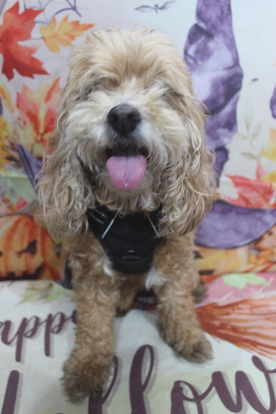 千葉県船橋市のミックス犬のトリミング前画像