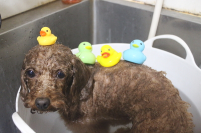 千葉県市川市のトイプードルの炭酸泉画像