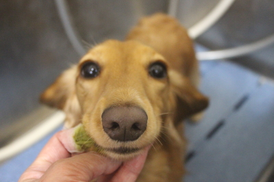 千葉県船橋市のミニチュアダックスの歯磨き画像