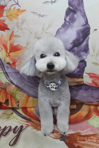 千葉県船橋市のトイプードルのトリミング画像