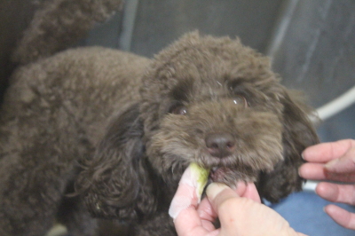 千葉県千葉市のトイプードルの歯磨き画像